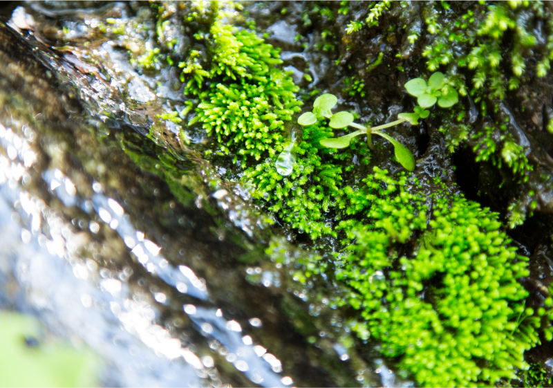 峠に湧き出す清冽な天然水 大阪の名水のひとつ「行者湧水」を使用。